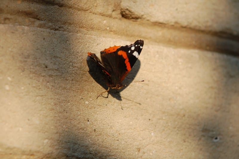 Днепрорудное — фото 4