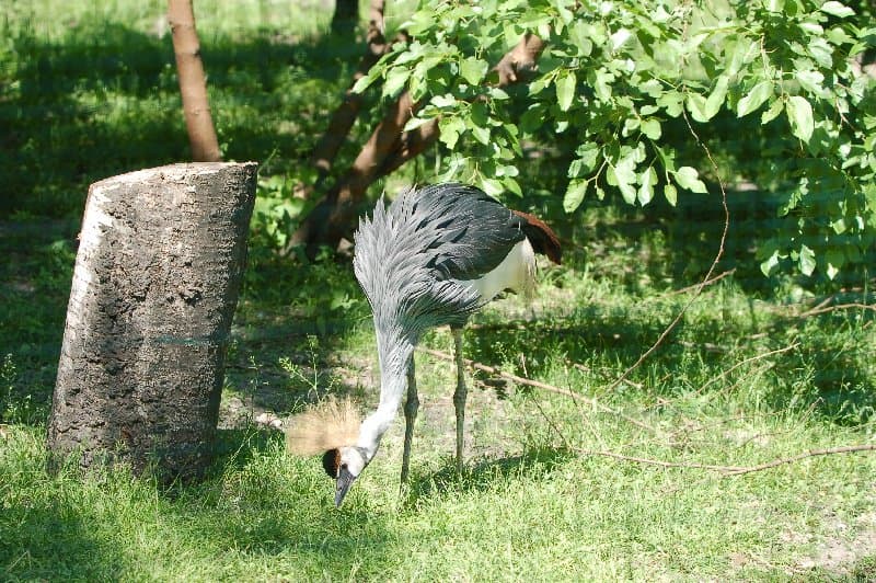 Киевский Зоопарк — фото 2