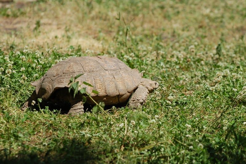 Киевский Зоопарк — фото 3