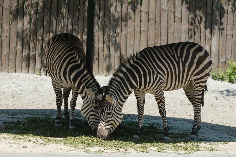 Киевский Зоопарк — фото 5