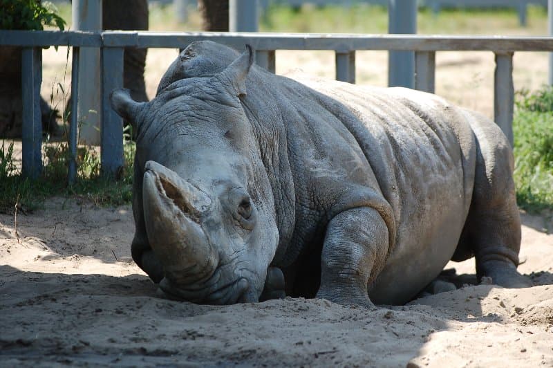 Киевский Зоопарк — фото 6