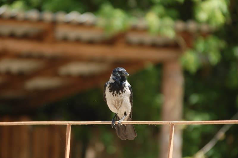 Киевский Зоопарк — фото 7