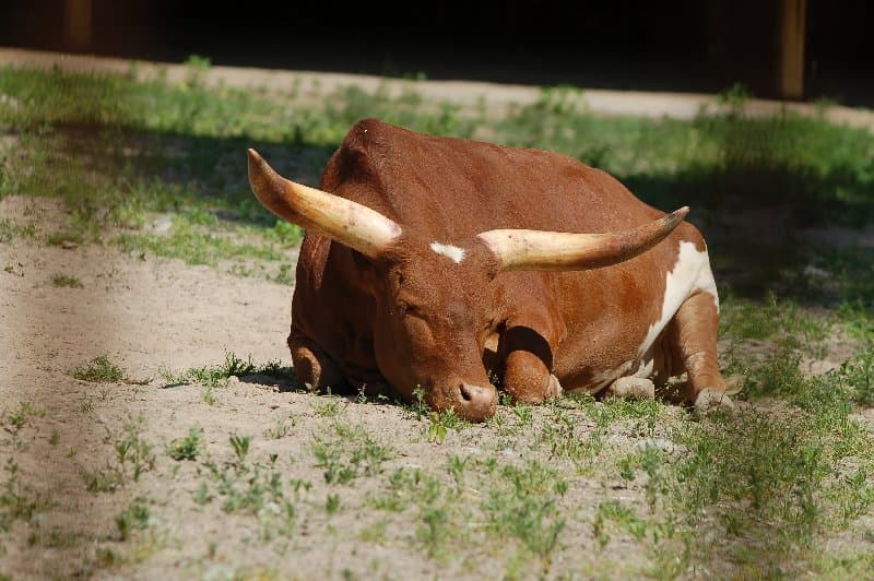 Киевский Зоопарк — фото 9