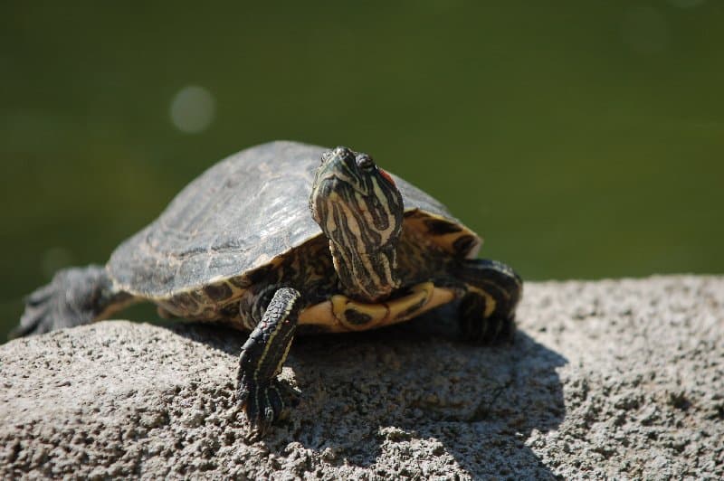 Киевский Зоопарк — фото 10