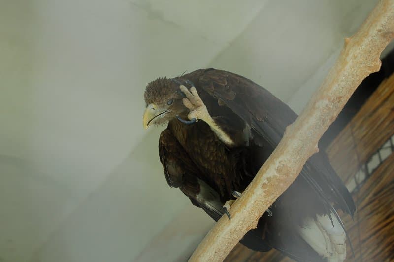 Киевский Зоопарк — фото 11