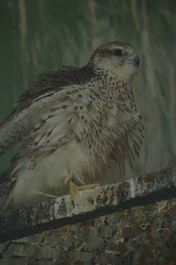 Киевский Зоопарк — фото 12