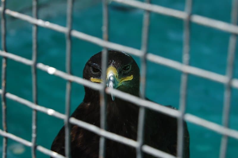 Киевский Зоопарк — фото 13