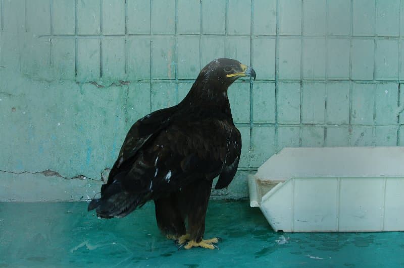 Киевский Зоопарк — фото 14