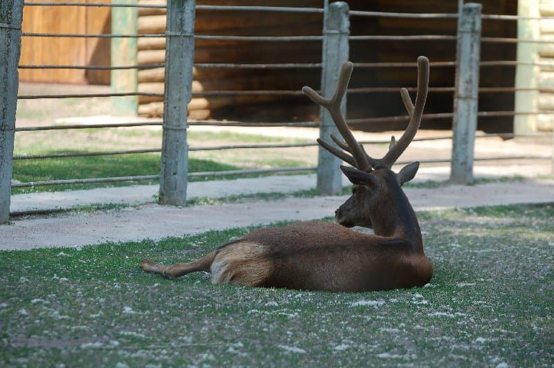 Киевский Зоопарк — фото 15