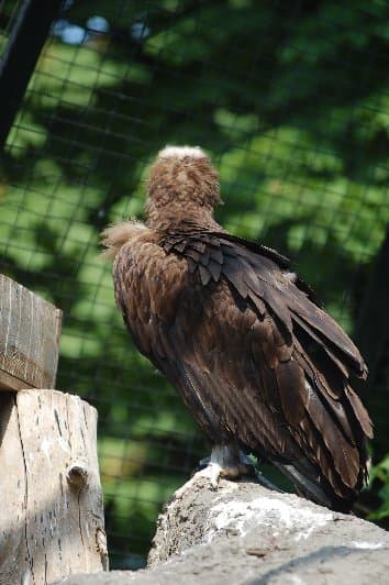 Киевский Зоопарк — фото 16