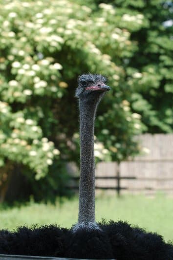 Киевский Зоопарк — фото 17