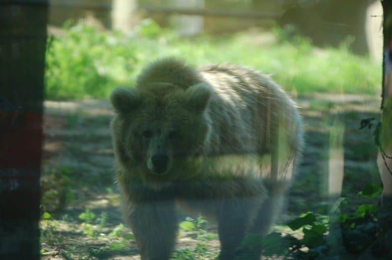 Киевский Зоопарк — фото 18