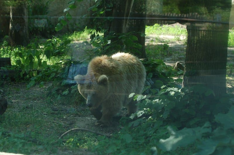 Киевский Зоопарк — фото 19