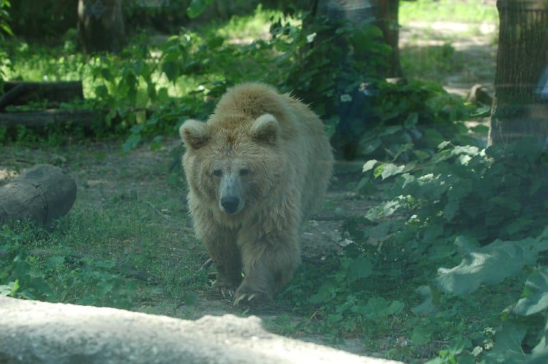 Киевский Зоопарк — фото 20