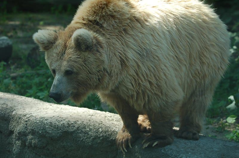 Киевский Зоопарк — фото 21