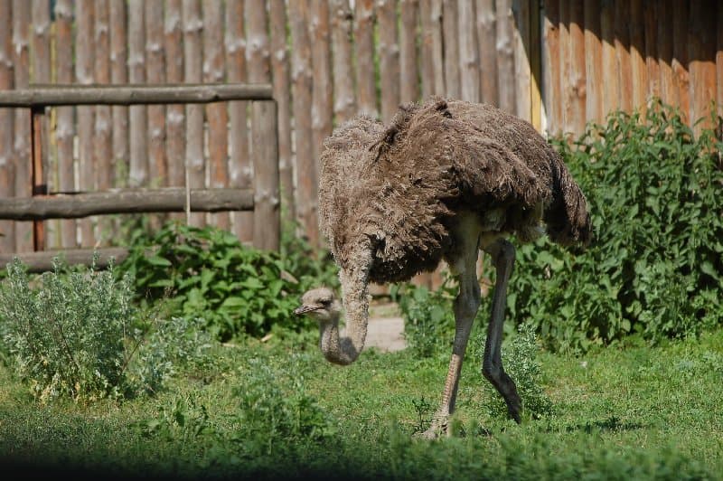 Киевский Зоопарк — фото 22