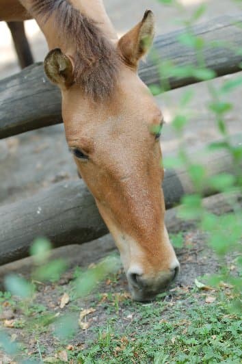Киевский Зоопарк — фото 23