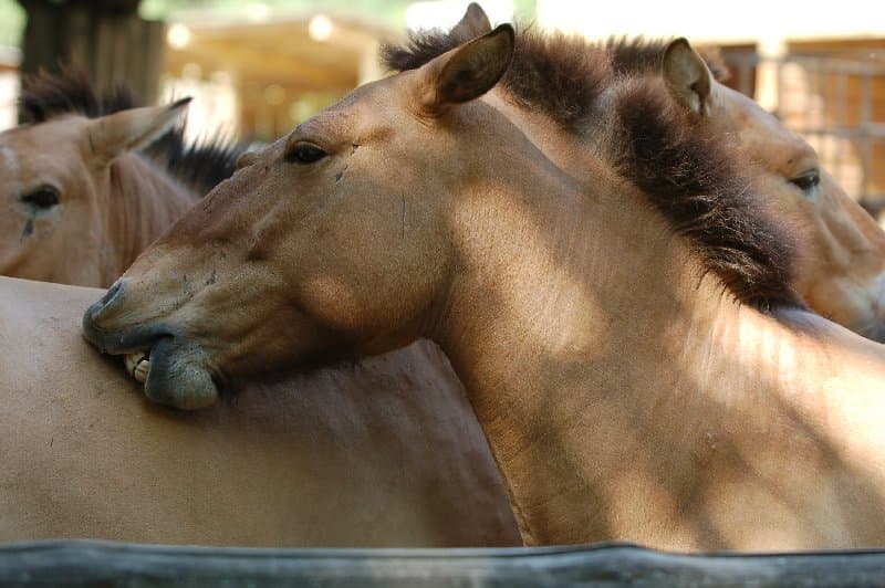 Киевский Зоопарк — фото 24