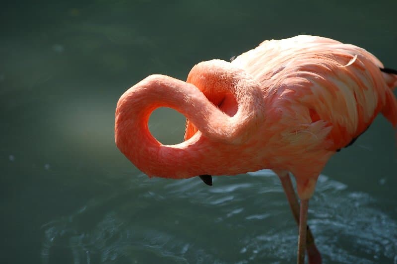 Киевский Зоопарк — фото 25