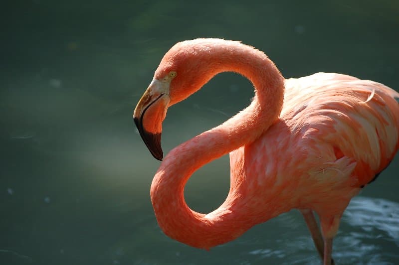 Киевский Зоопарк — фото 26