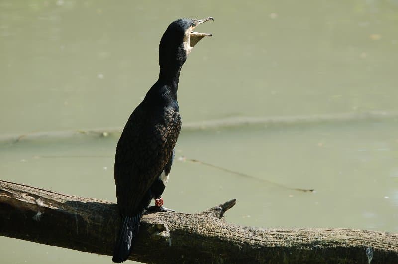 Киевский Зоопарк — фото 27