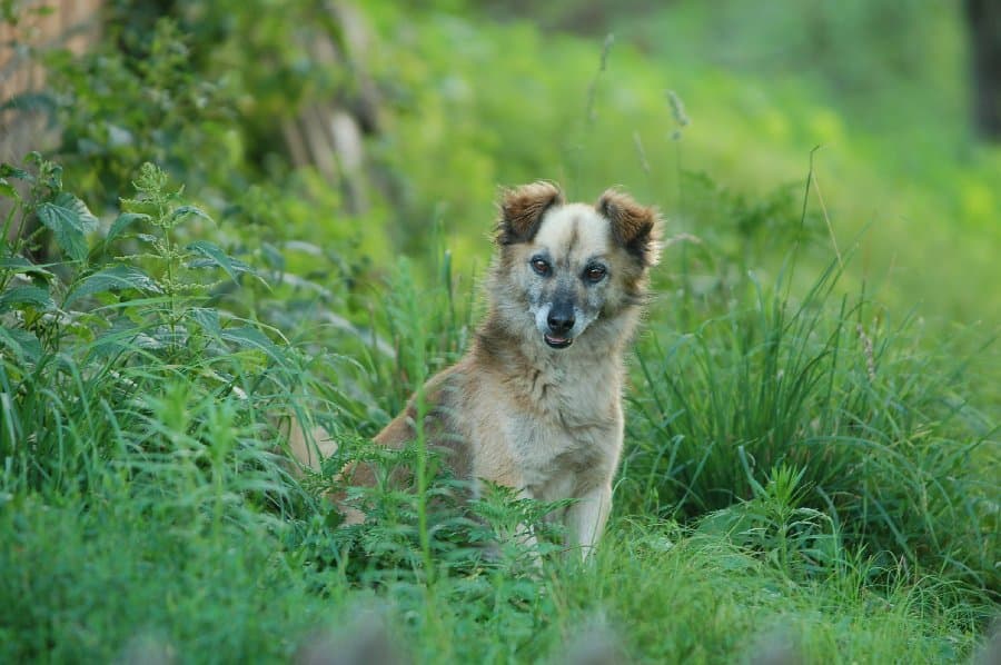Кобеляки — фото 3