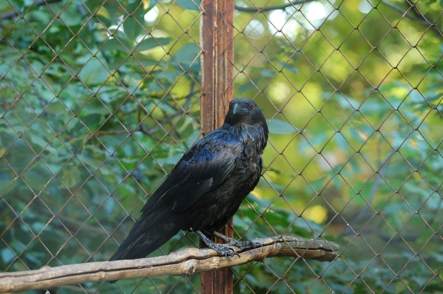 Вороны — фото 1