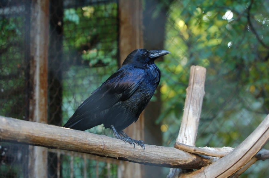 Вороны — фото 2