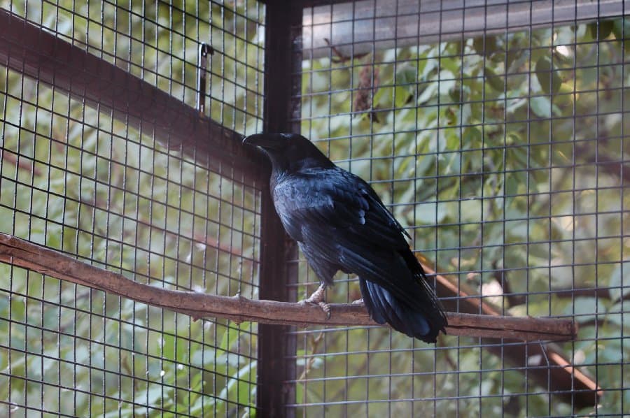 Вороны — фото 3