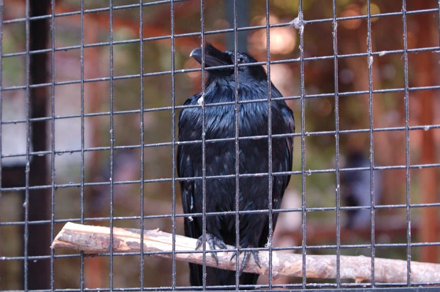 Вороны — фото 5