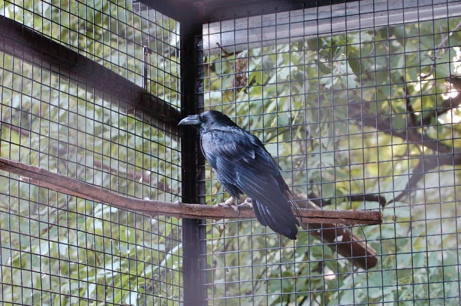 Вороны — фото 6