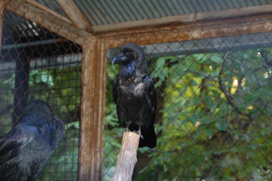 Вороны — фото 7