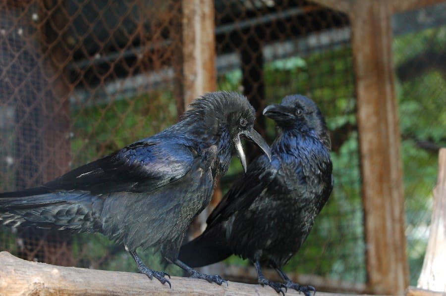 Вороны — фото 8