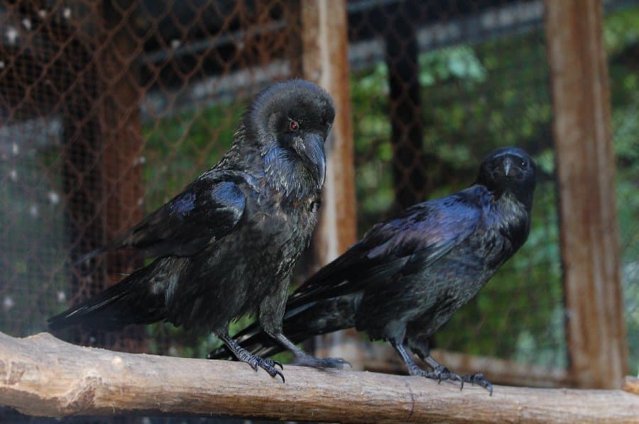 Вороны — фото 9