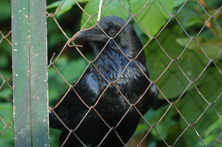 Вороны — фото 10