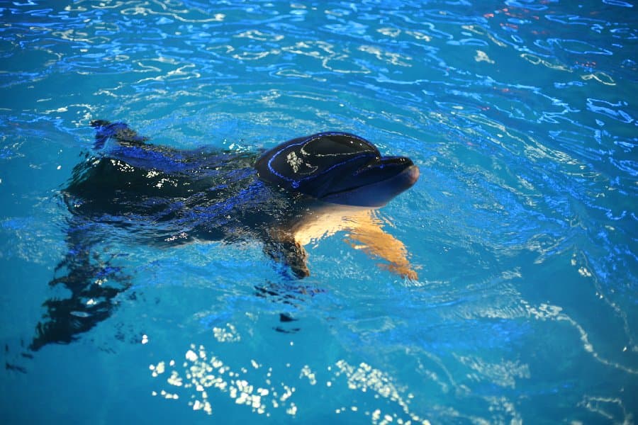 Дельфинарий — фото 1