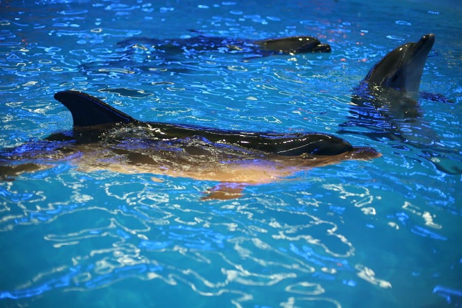 Дельфинарий — фото 2