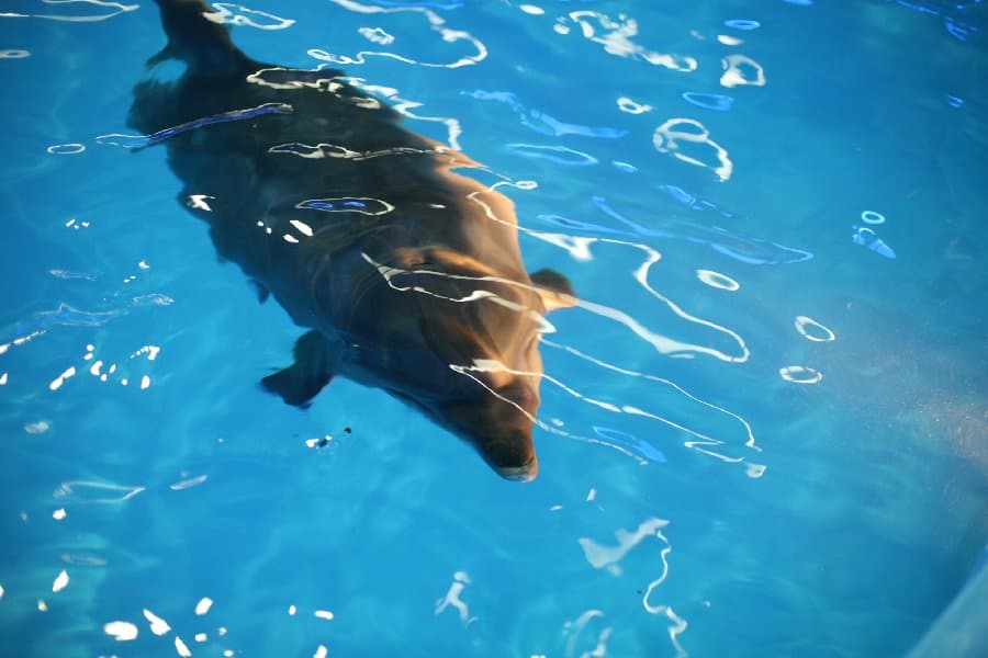 Дельфинарий — фото 3