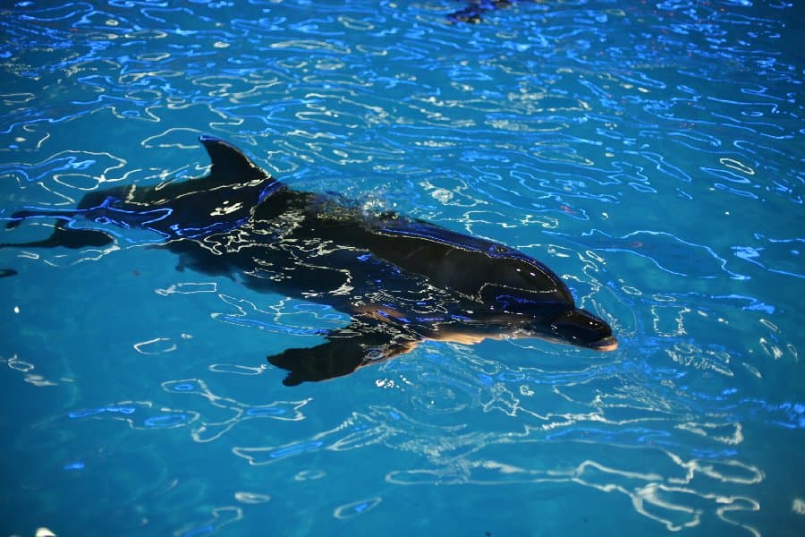 Дельфинарий — фото 4