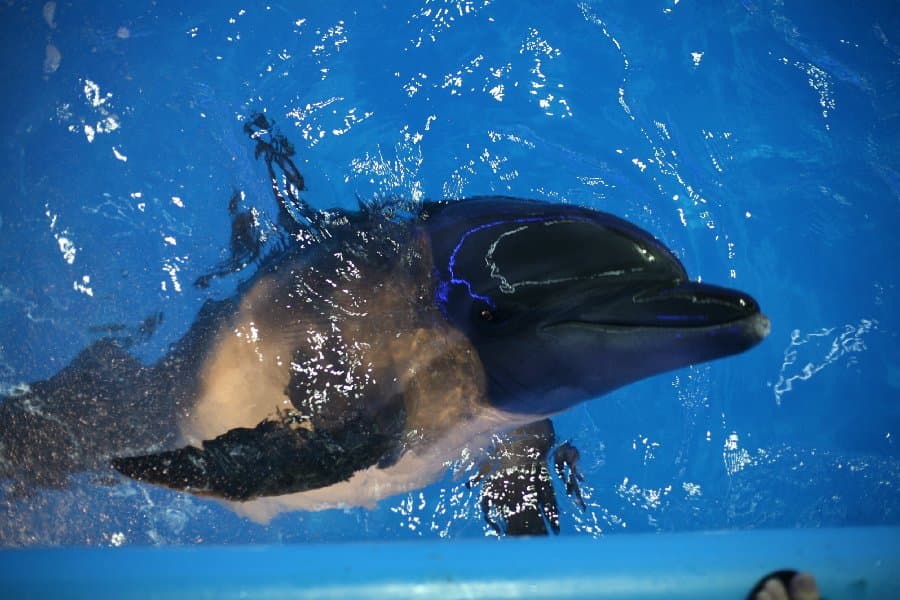 Дельфинарий — фото 10