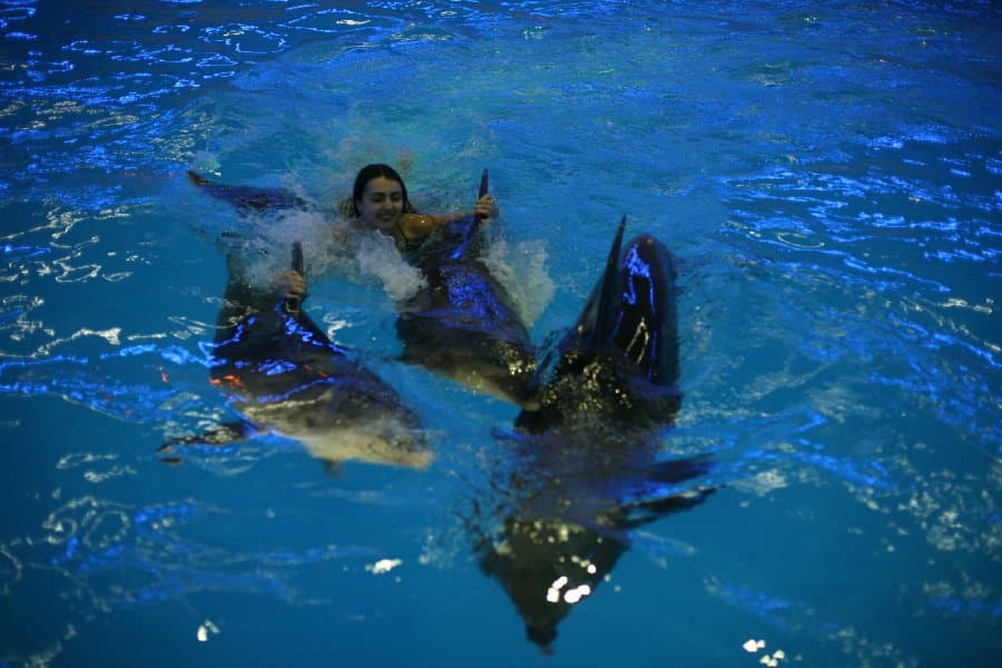 Дельфинарий — фото 12