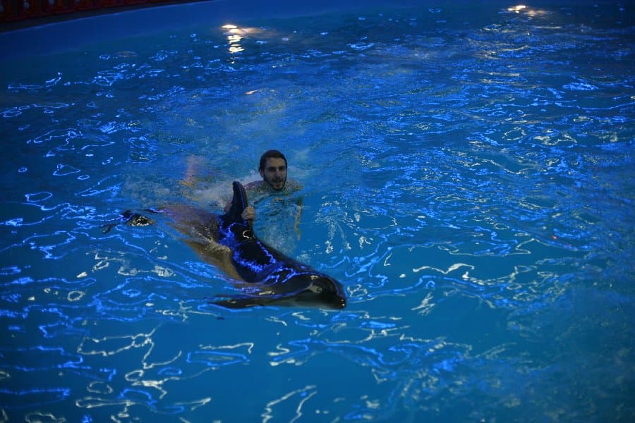 Дельфинарий — фото 13