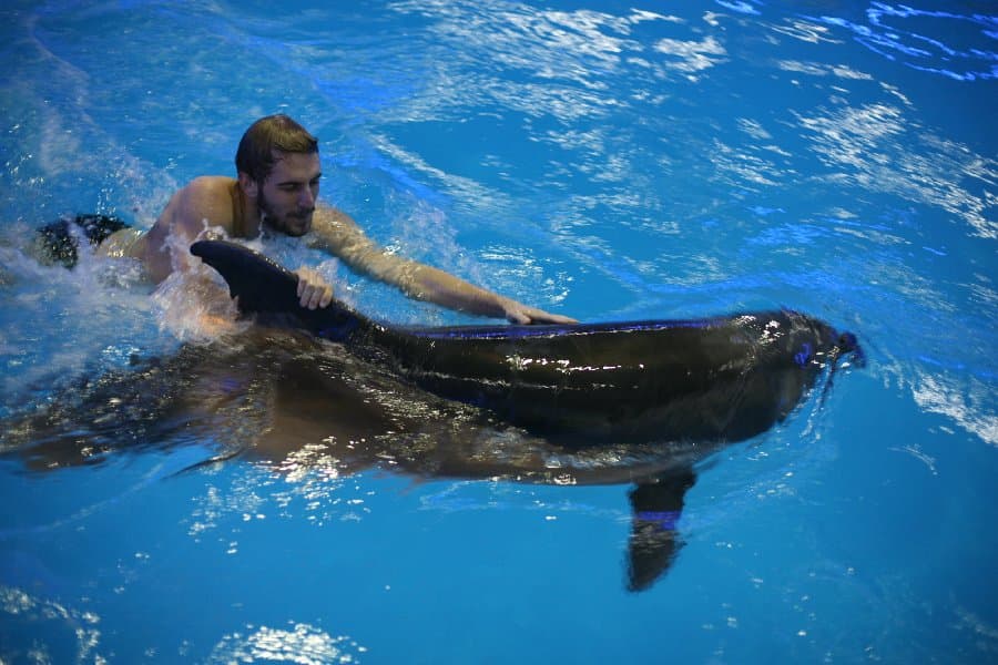 Дельфинарий — фото 14