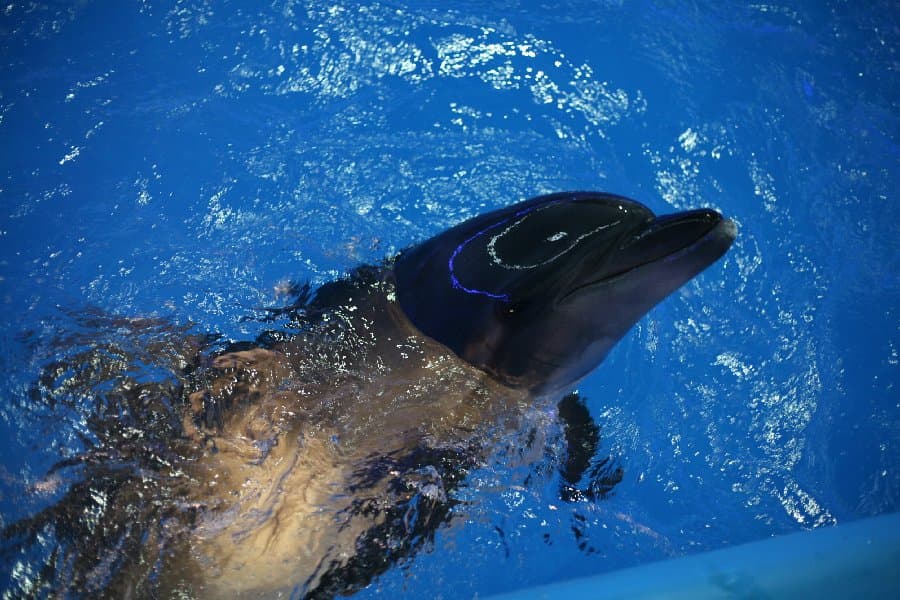 Дельфинарий — фото 15