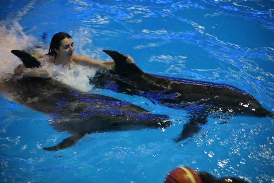 Дельфинарий — фото 23