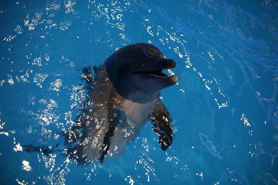 Дельфинарий — фото 25