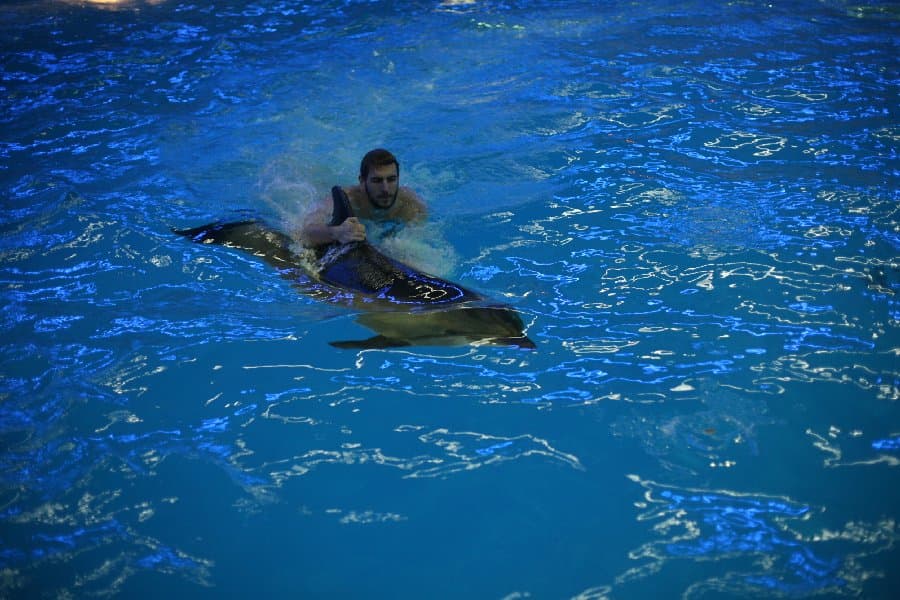 Дельфинарий — фото 26