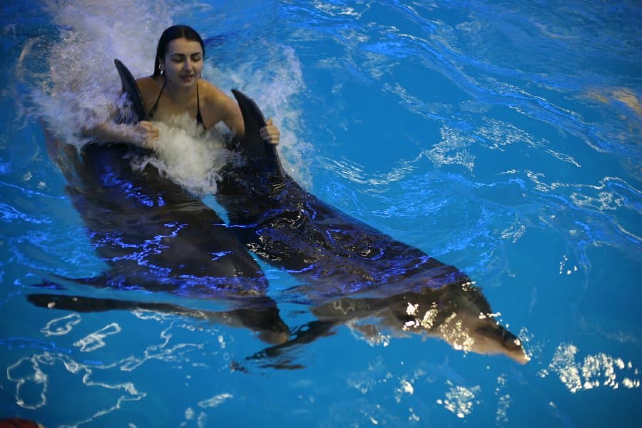 Дельфинарий — фото 27