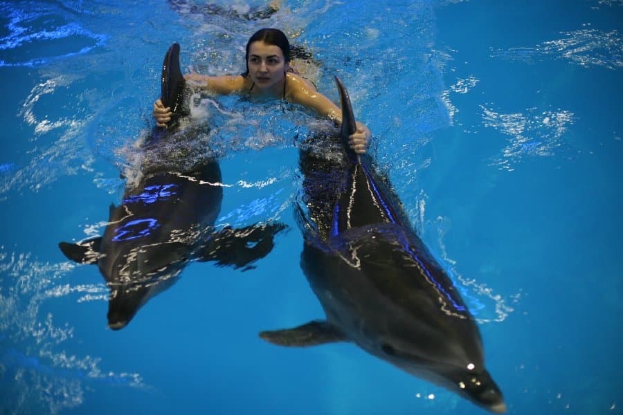 Дельфинарий — фото 31