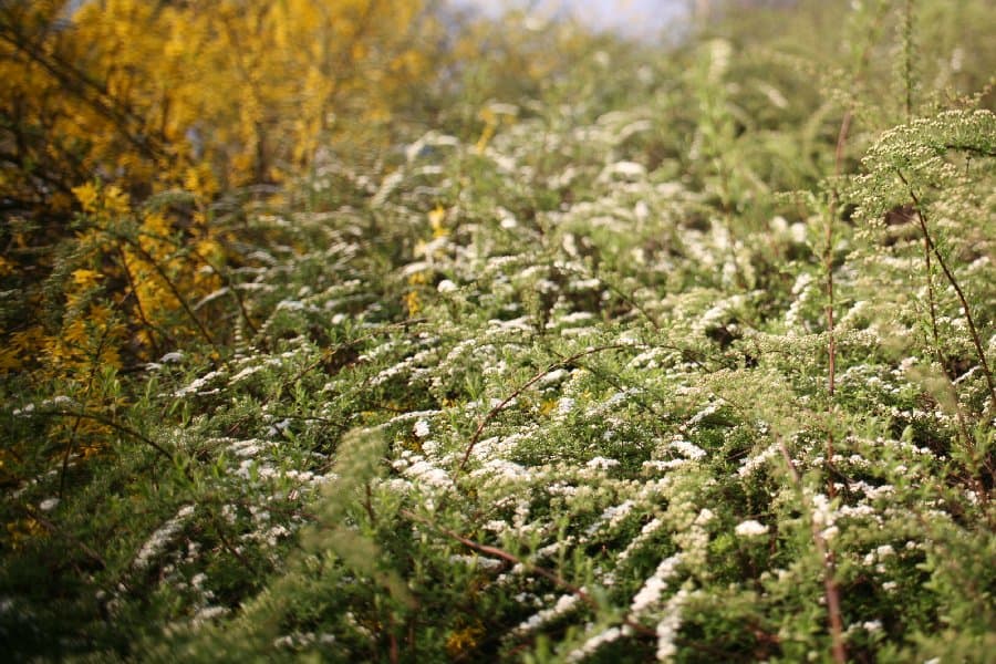 Магнолии — фото 1